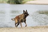 MALINOIS 454